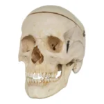 Real Human Skull