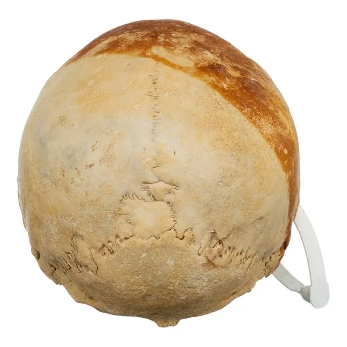 Real-Human-Skull-For-Sale-