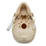 Real Human Skull