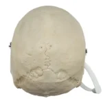 Real Human Skull