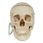 Real Human Skull