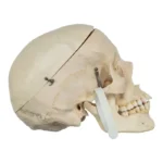 Real Human Skull