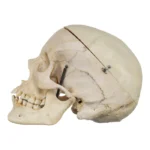 Real Human Skull