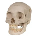 human skull for sale