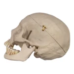 human skull for sale