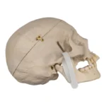 human skull for sale