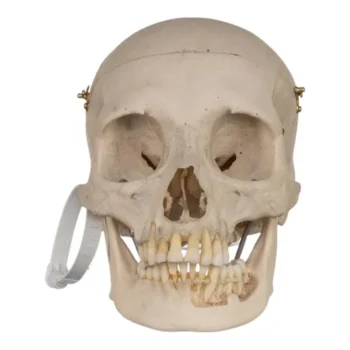 human skull for sale
