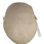 human skull for sale