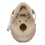 human skull for sale