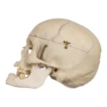 real-human-skull-GHS24361