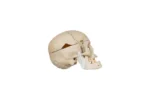 real-human-skull-GHS24361