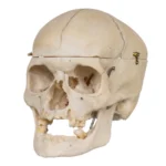 real-human-skull-GHS24361