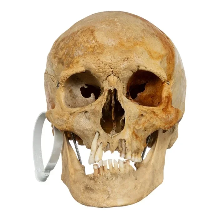 Real Human Skull For Sale Real Human Skull For Sale