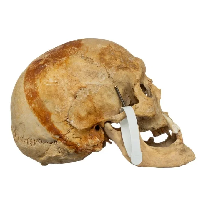 real-human-skull-GHS79253-02