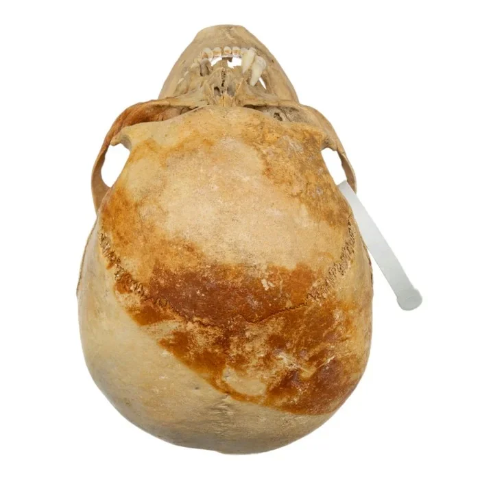 real-human-skull-GHS79253-03
