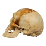 Real Human Skull For Sale