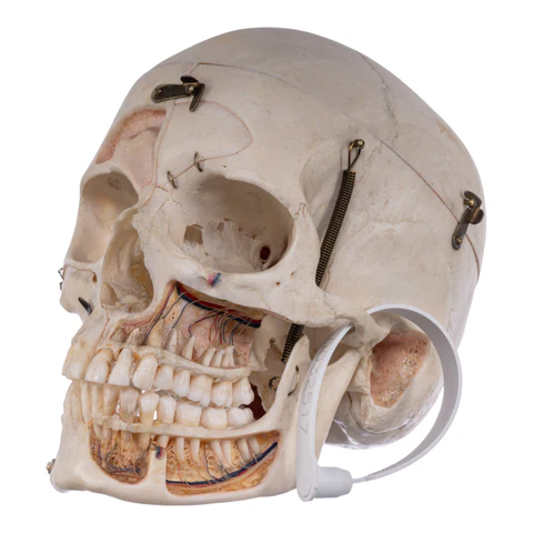 real human skulls